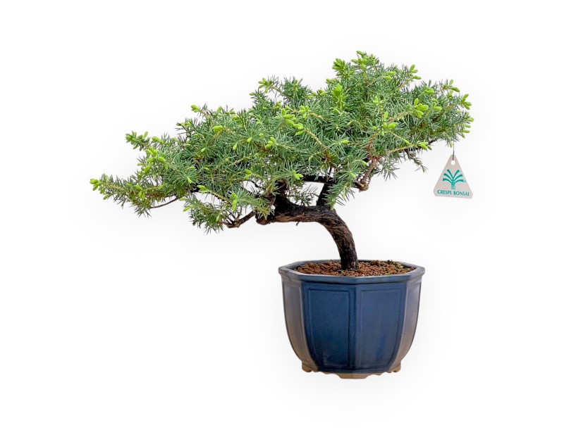 Juniperus Rigida - Enebro - 33 cm