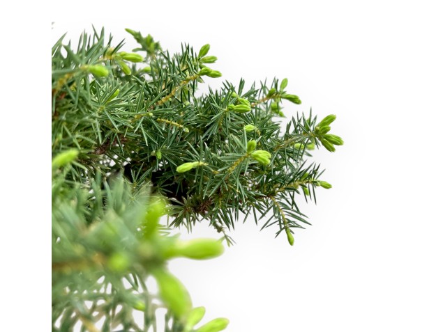 Juniperus Rigida - Wacholder - 33 cm 2