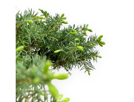 Juniperus Rigida - Genévrier - 33 cm