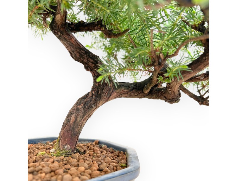 Juniperus Rigida - Wacholder - 33 cm