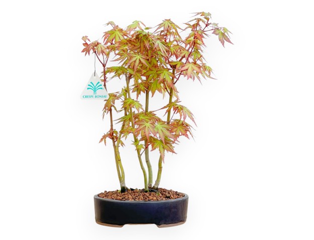 Acer Palmatum Viridis - Maple - 34 cm