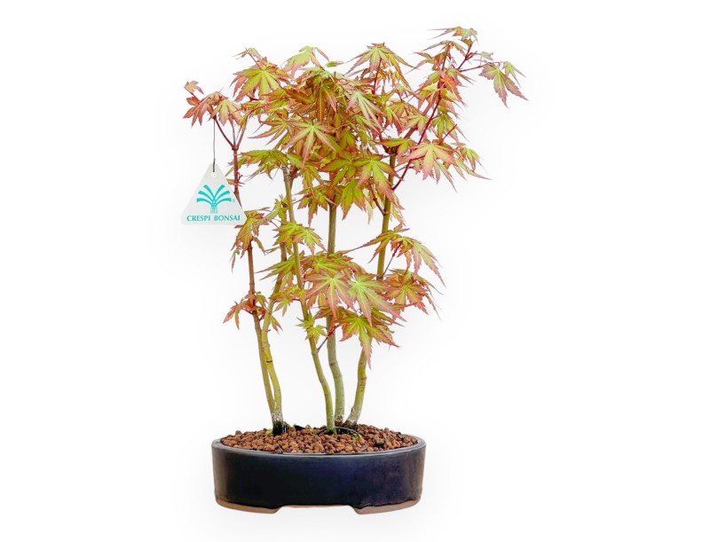Acer Palmatum Viridis - Arce - 34 cm