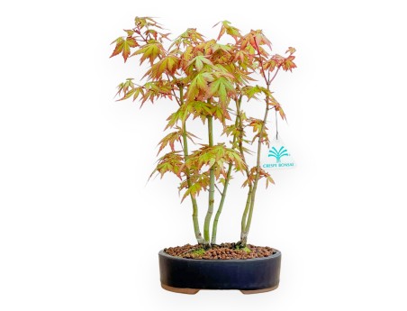 Acer Palmatum Viridis - Érable - 34 cm