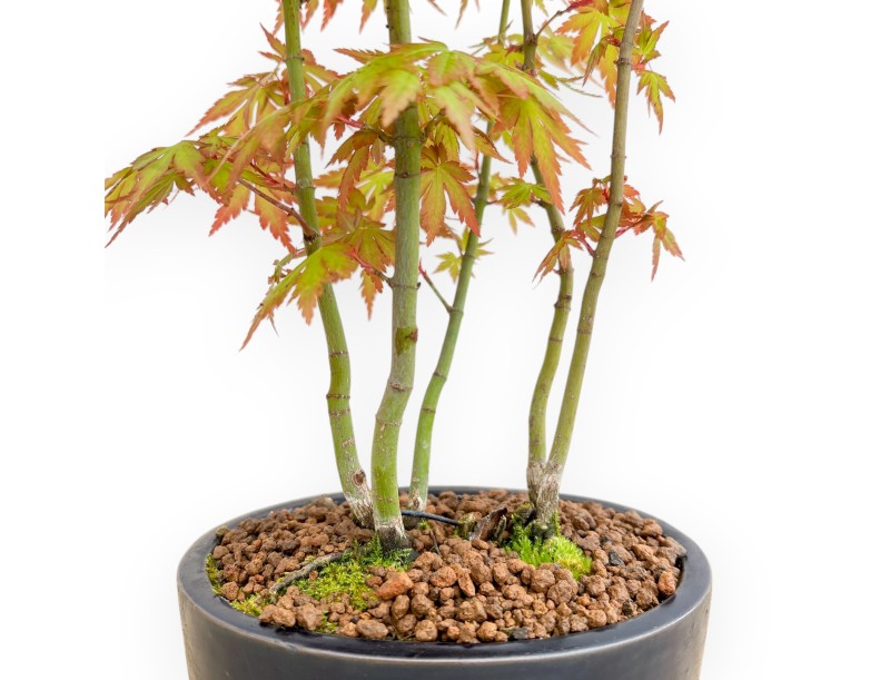 Acer Palmatum Viridis - Maple - 34 cm