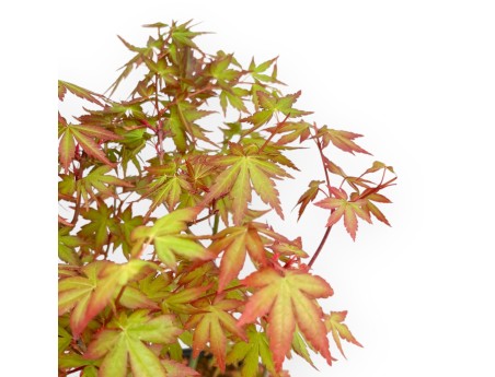 Acer Palmatum Viridis - Maple - 34 cm