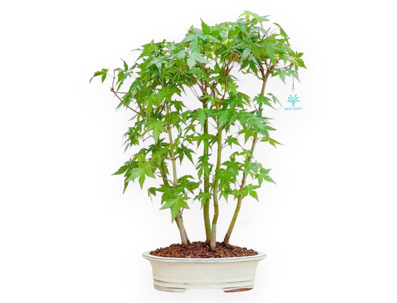 Acer Palmatum - Acero - 45 cm