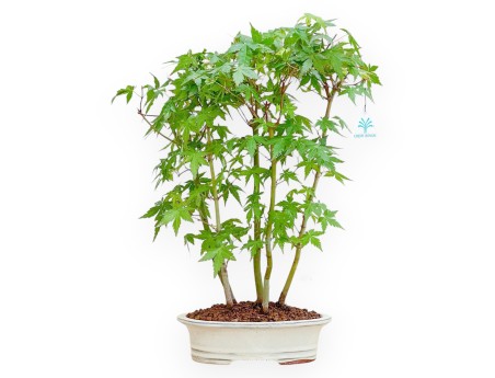 Acer Palmatum - Acero - 45 cm