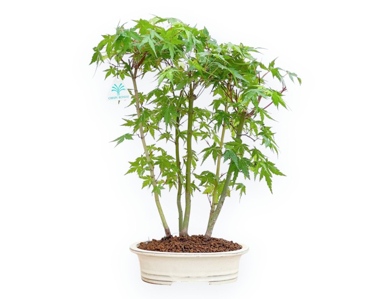 Acer Palmatum - Maple - 45 cm