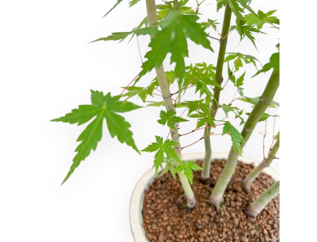 Acer Palmatum - Arce - 45 cm 2