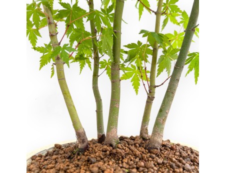 Acer Palmatum - Arce - 45 cm