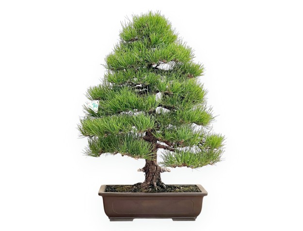 Pinus Thunbergii - Black Pine - 80 cm