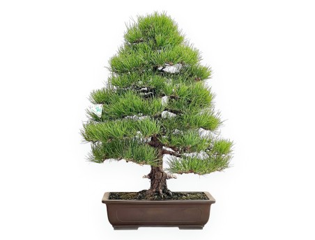Pinus Thunbergii - Black Pine - 80 cm