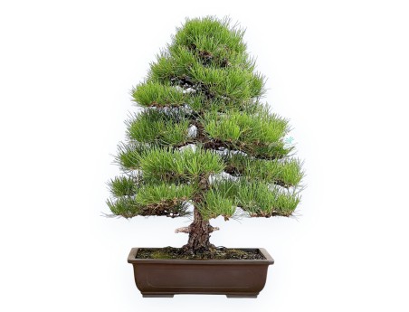 Pinus Thunbergii - Zwart Den - 80 cm