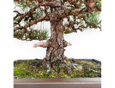 Pinus Thunbergii - Black Pine - 80 cm