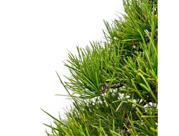 Pinus Thunbergii - Pin Noir - 80 cm 2