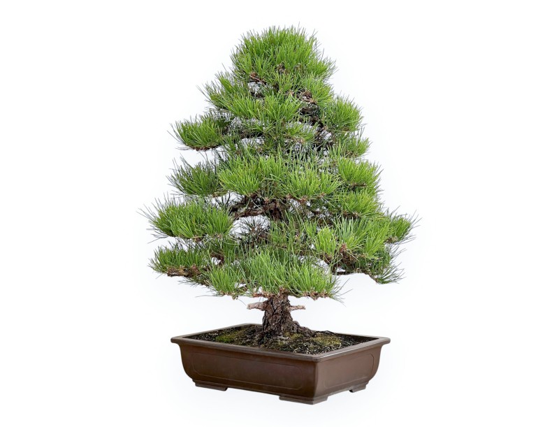 Pinus Thunbergii - Black Pine - 80 cm