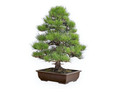 Pinus Thunbergii - Pino Nero - 80 cm
