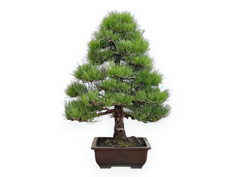 Pinus Thunbergii - Black Pine - 80 cm