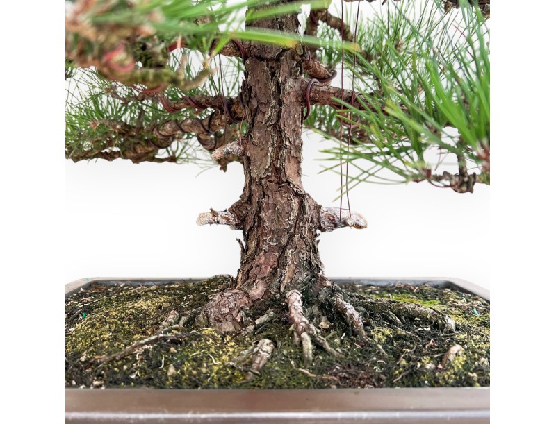 Pinus Thunbergii - Pin Noir - 80 cm