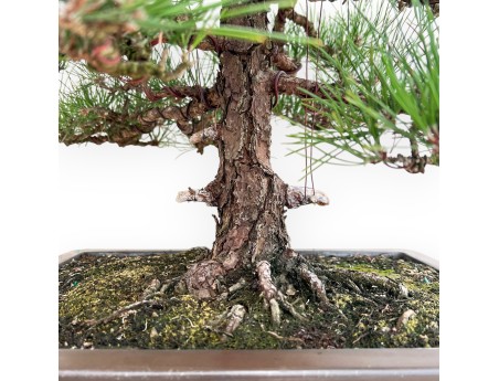 Pinus Thunbergii - Pin Noir - 80 cm