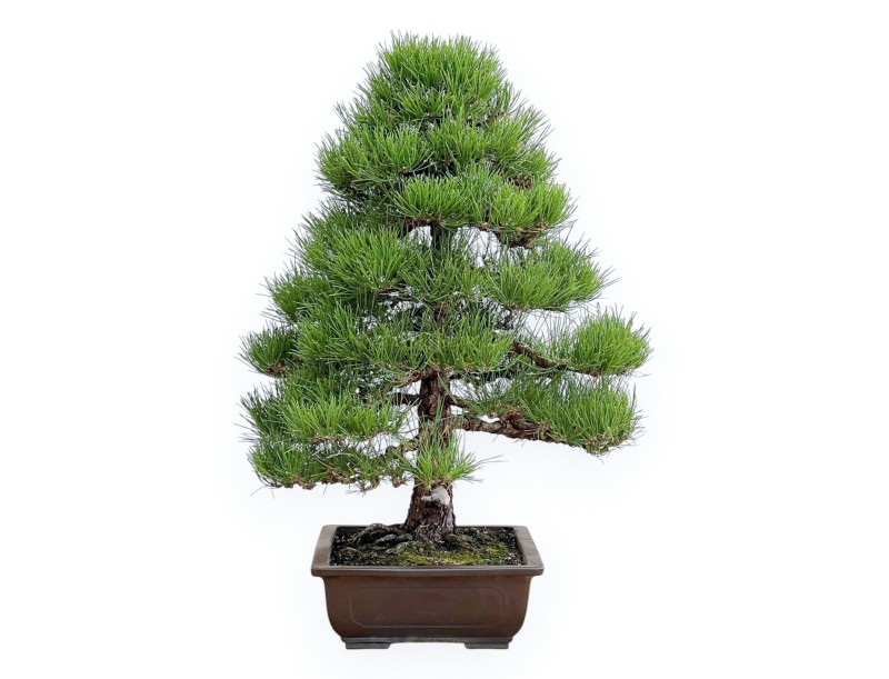 Pinus Thunbergii - Black Pine - 80 cm