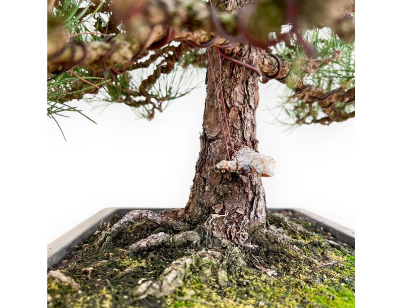Pinus Thunbergii - Schwarz Kiefern - 80 cm