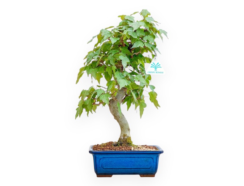 Acer Buergerianum - Érable - 40 cm