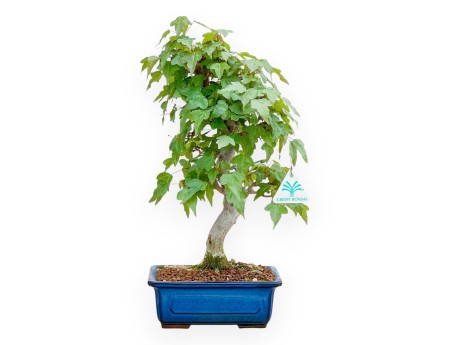 Acer Buergerianum - Maple - 40 cm