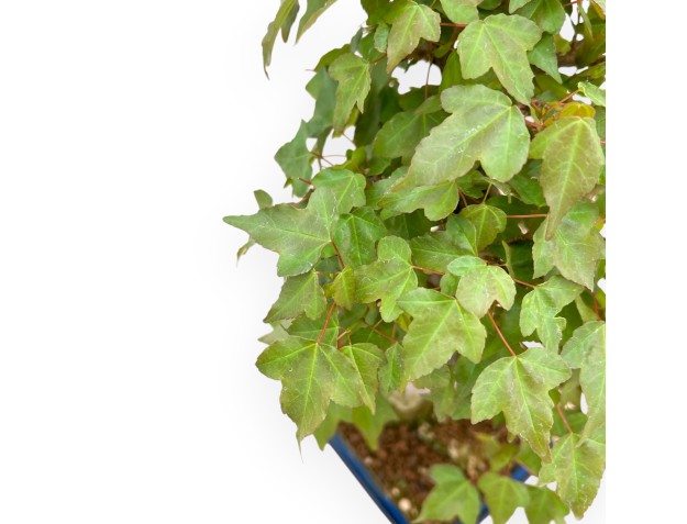 Acer Buergerianum - Arce - 40 cm 2