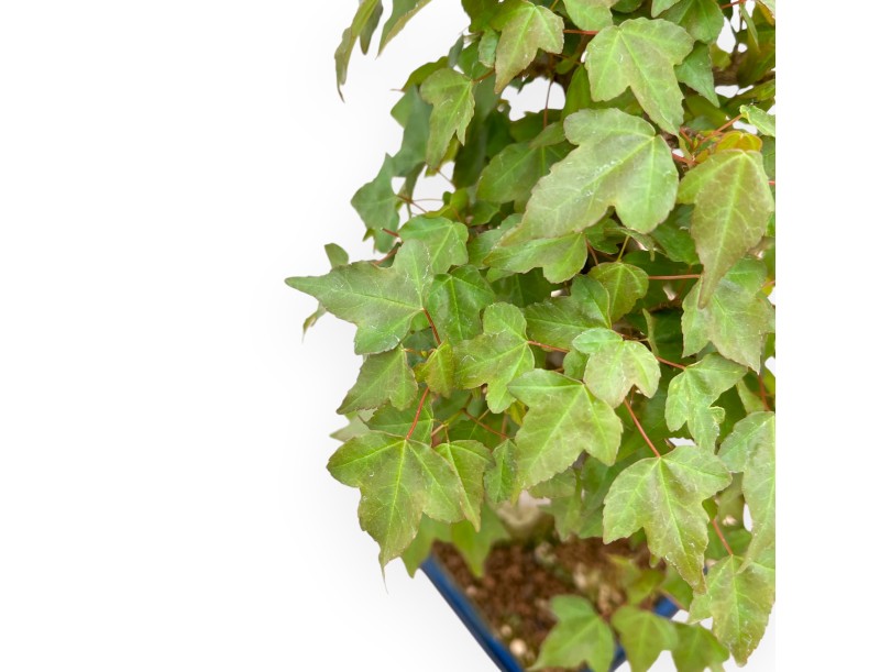 Acer Buergerianum - Maple - 40 cm
