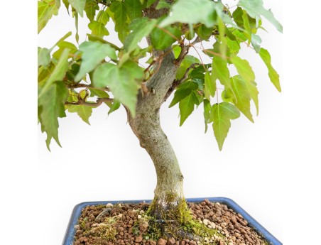 Acer Buergerianum - Érable - 40 cm