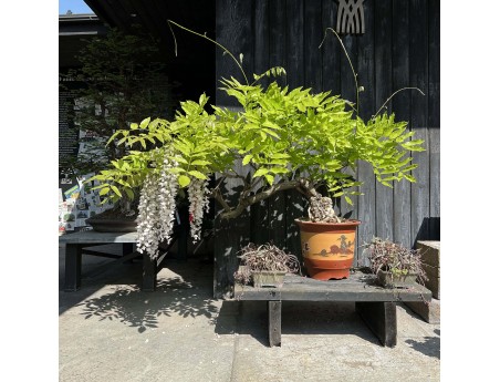 Wisteria Floribunda - Wisteria - 83 cm