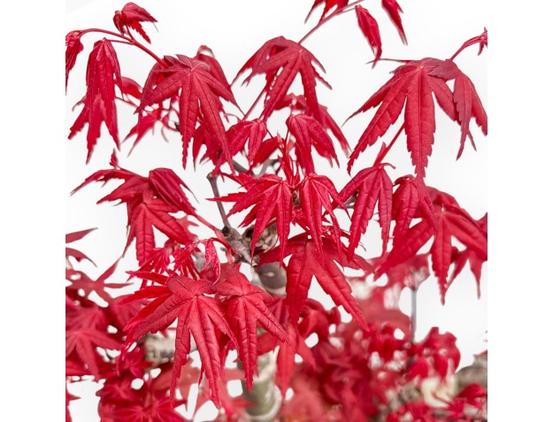Acer Palmatum Deshojo - Esdoorn - 52 cm 2