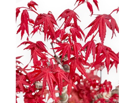 Acer Palmatum Deshojo - Arce - 52 cm