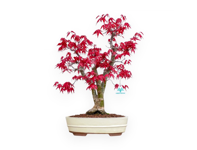 Acer Palmatum Deshojo - Ahorne - 52 cm