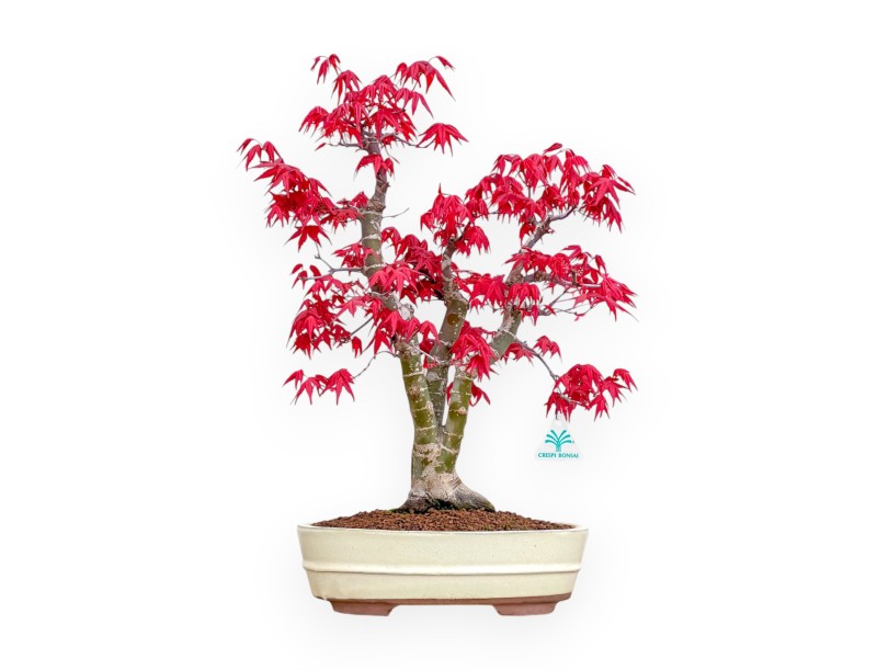 Acer Palmatum Deshojo - Acero - 52 cm