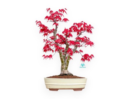 Acer Palmatum Deshojo - Maple - 52 cm