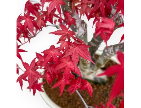 Acer Palmatum Deshojo - Maple - 52 cm