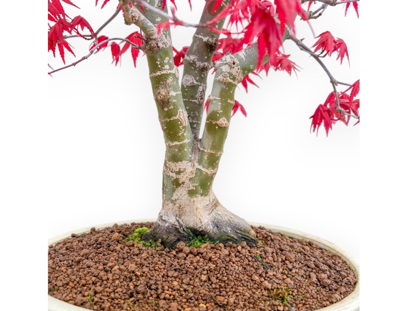 Acer Palmatum Deshojo - Acero - 52 cm