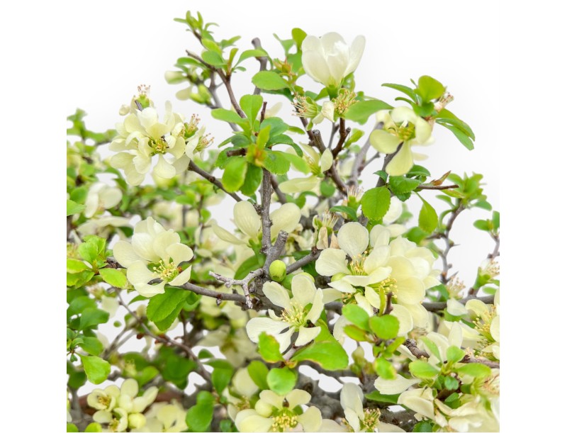 Chaenomeles Chojubai - Cotogno - 37 cm
