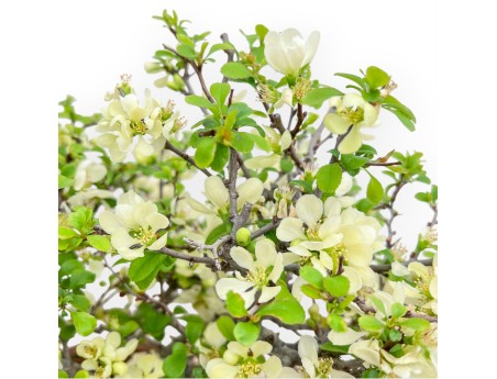 Chaenomeles Chojubai - Quitte - 37 cm