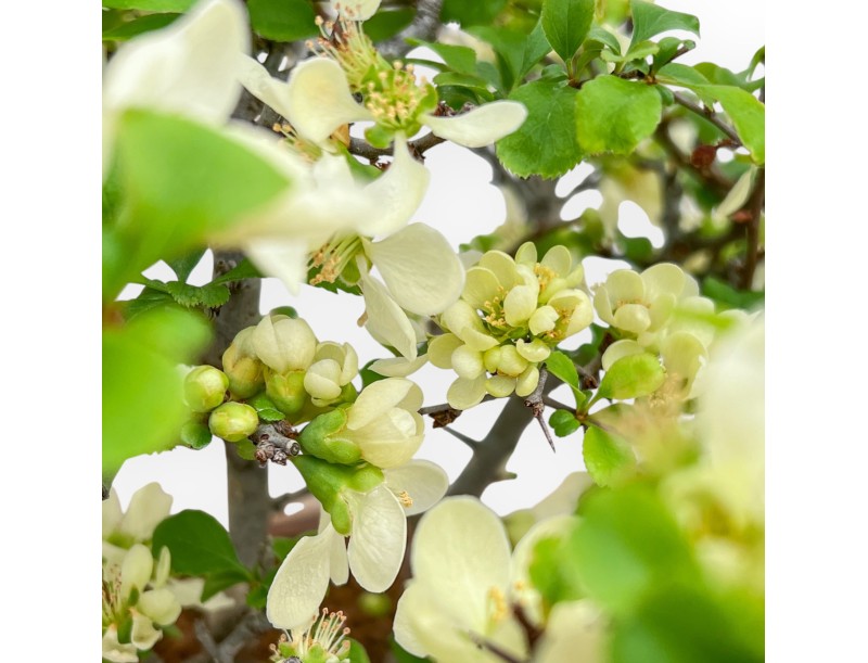 Chaenomeles Chojubai - Quitte - 37 cm