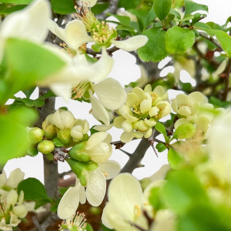 Chaenomeles Chojubai - Quince - 37 cm
