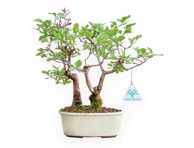 Syringa Vulgaris - Lilac - 25 cm