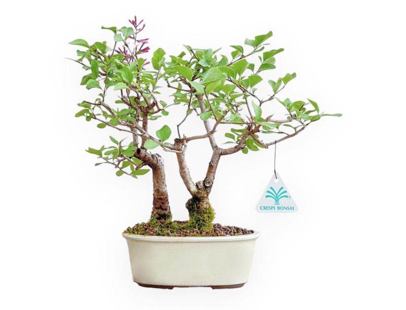 Syringa Vulgaris - Lilas - 25 cm