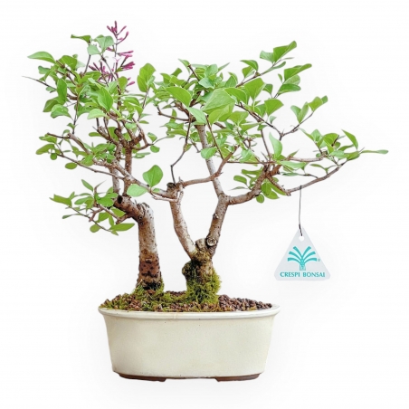 Syringa vulgaris – Flieder – 25 cm