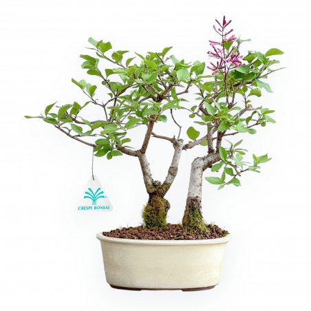 Syringa vulgaris - Sering - 25 cm