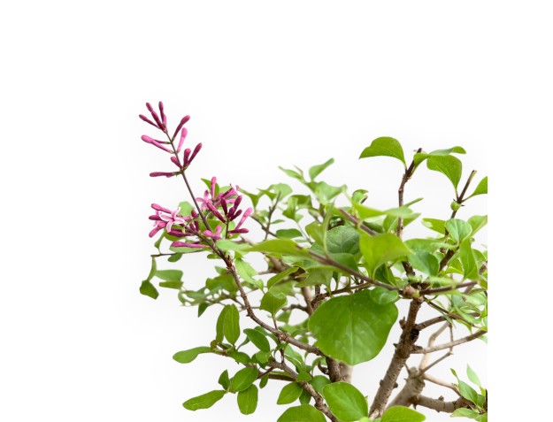 Syringa vulgaris - Lila - 25 cm 2