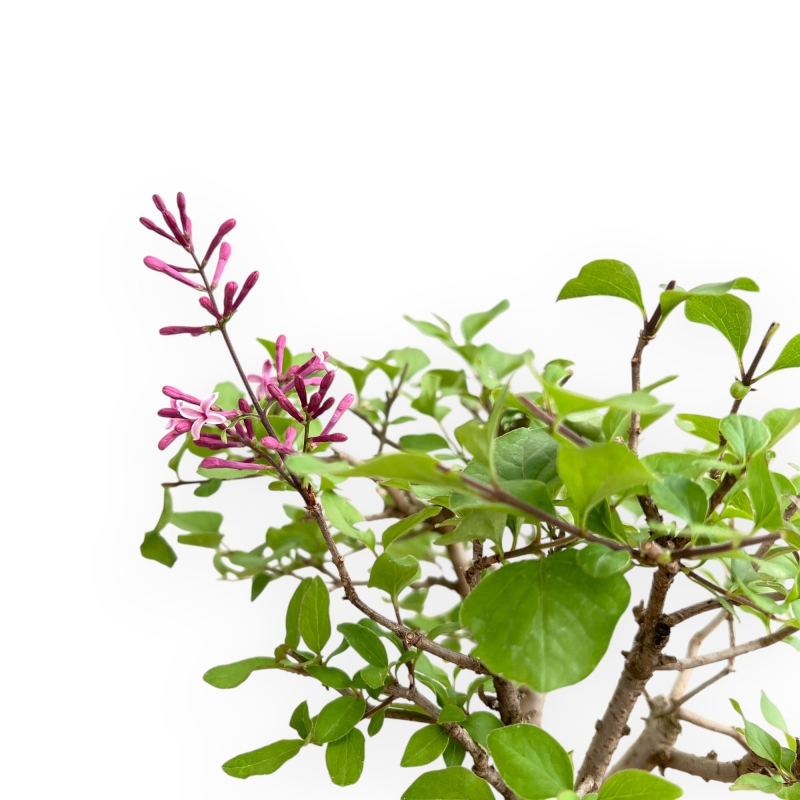 Syringa vulgaris - Sering - 25 cm