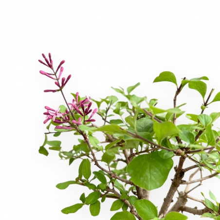 Syringa vulgaris – Flieder – 25 cm